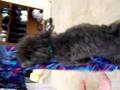 Shadow Humping Shadow Humping