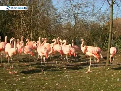 Frankfurt am Main: Zoo Frankfurt - Kltehoch Cooper ls ...