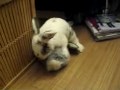 Leon, the Horny Bun (or, why rabbits should be neutered)