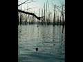Catfish Yo Yo Fishing on Cane Creek Lake (slides)