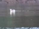 Black Necked Grebe Black Necked Grebe