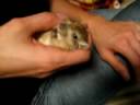Lou-my gerbil! Lou-my gerbil!