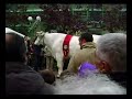 GUINNESS WORLD RECORD - IL BUE PIU\ GUINNESS WORLD RECORD - IL BUE PIU\