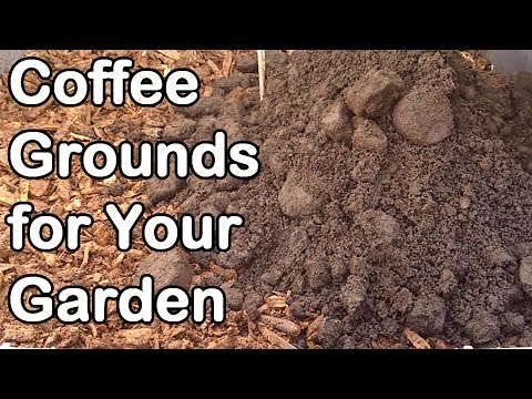 how to fertilize roses with coffee grounds