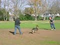 Aftermath Dog Sports
