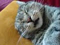 Ramses - love cat Ramses - love cat