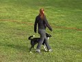 Missy, obedience trial (lydnadsklass I)