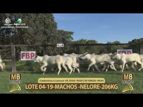 556� LEIL�O VIRTUAL MB LEIL�ES