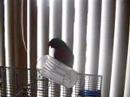 the devil bird!