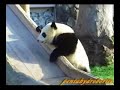 Twin Panda slide and run ???????