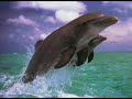 Mensaje de Los Delfines