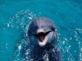 mensaje de los delfines