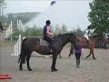 my fave horse JOY xxx crazy fool my fave horse JOY xxx crazy fool