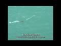videos de Saltwater and Freshwater Fishing Lure Highlight - The Viper Spoon - Two Unique Actions in One Lure