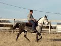 12 yrs old and broke for anyone to ride -- true beautiful all-natural head-shaking smooth walk, arched neck, lots of presence, goes anywhere, kind and tolerant to kids, nice canter . . . for sale at www.cloud9walkers.com