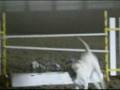 Sonora And Cooper Jumping