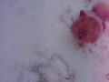 Foxy corre en la nieve