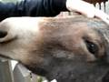 videos de mutazioni dopo un pranzo e una bevuta in baita alpina