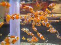 Amazing Clownfish Cluster Amazing Clownfish Cluster