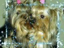 ♫Yorkshire Terriers♫ (Yorkies)