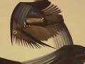 http://www.artnet.com/awc/eugene-j-martin.html . 
this is part 1 of a 5-part series on the whimsical birds of visual artist eugene j. martin. the works dating from 1981-1982 are brown ink drawings created with bamboo reed stick pens in washington d.c.  video clip montage by s. fredericq, filmed in lafayette, louisiana (la).  

