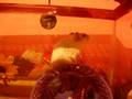videos de PIMPO