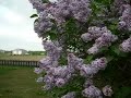 Lavendar Lilacs In The Wind
