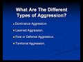 Understanding Dog Agression
