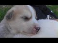Hunder og valper (dogs and puppies) Hunder og valper (dogs and puppies)