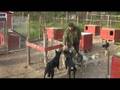 Hunder og valper (dogs and puppies)