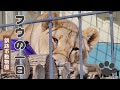 【釧路市動物園ライオン】フウ🐱今日もモリモリ出して元気いっぱい！《2026.2.9》