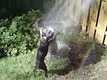 Boston Terrier Jackie LOVES it when I water the plants Boston Terrier Jackie LOVES it when I water the plants