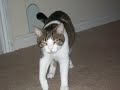 NINJACAT !!! funny cat