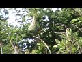 Weaver Birds overa nest Kabini