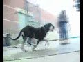 Adopt a Dog \"Brummy\" MSPCA, Springfield, Massachusetts