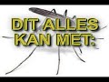 Muggenvanger - Hebbes