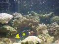 30 gallon Saltwater Aquarium