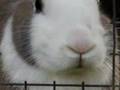 videos de mes lapins