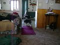 Puppy Plays with Dog