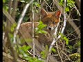 Watching Fox Cubs in Spring