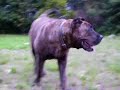 presa vs rhodesian