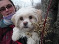 Chien Jaïka ...