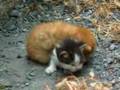 Kitten Pair
