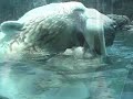 Elvis Polar Bear