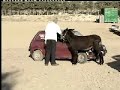 Animal Welfare in Cyprus