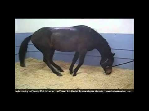 how to cure equine colic