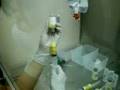 Mixing of AmphotericinB-Liposome(Ambisome) at ICU（No.2),アムビゾームの調製