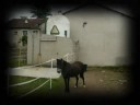 mes amours perle et gazelle