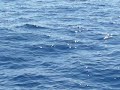 bottle nosed dolphins (family of dolphins off coast of gran canaria) bottle nosed dolphins (family of dolphins off coast of gran canaria)
