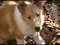 Collie puppy show prospects